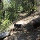 Illustration for article titled A hike with Toby and Mrs. IM at Willow Creek. (Angel Falls)